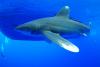 Requin longimanus ou pointe blanche oceanique par Geraldine